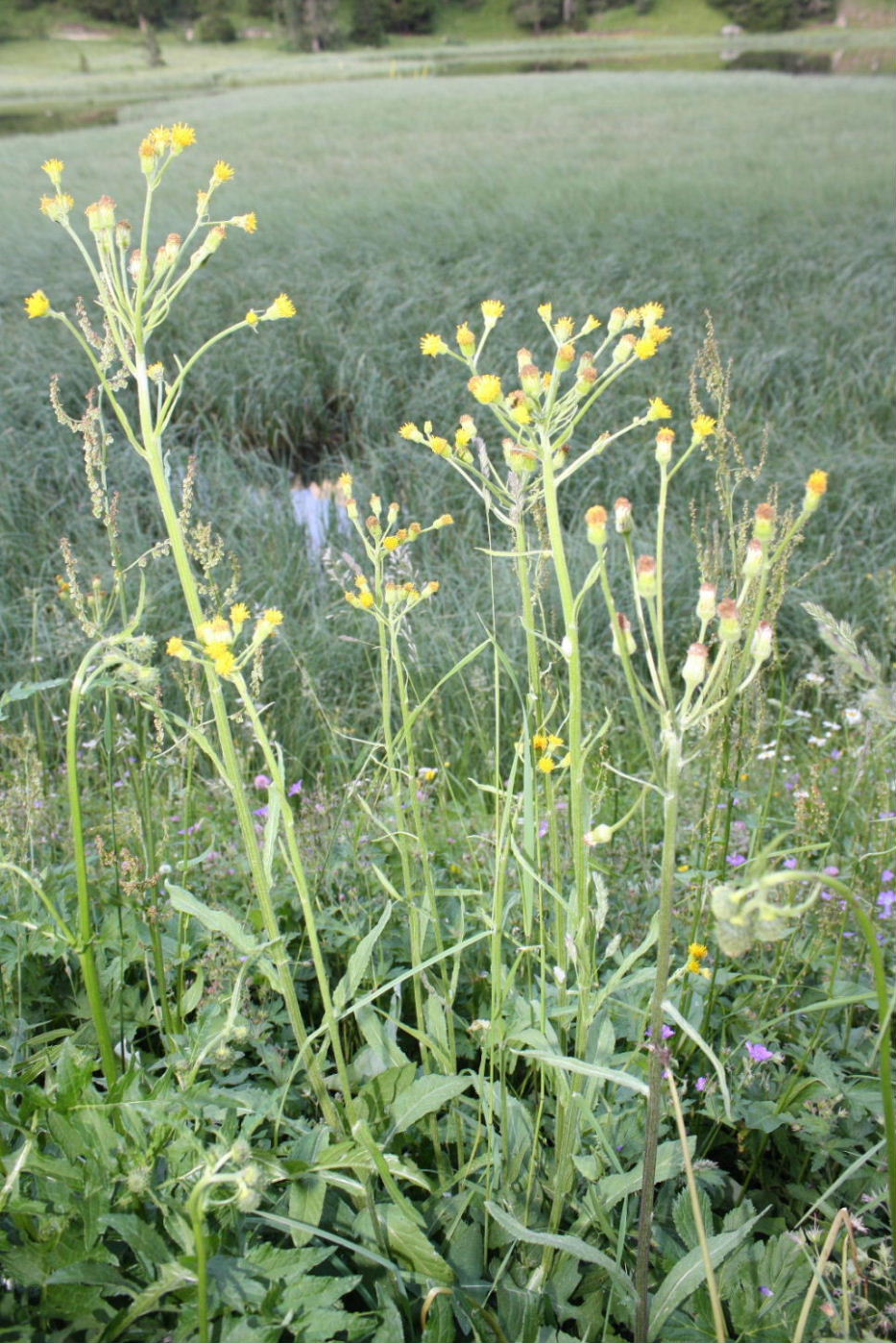 Asteracea da determinare-12